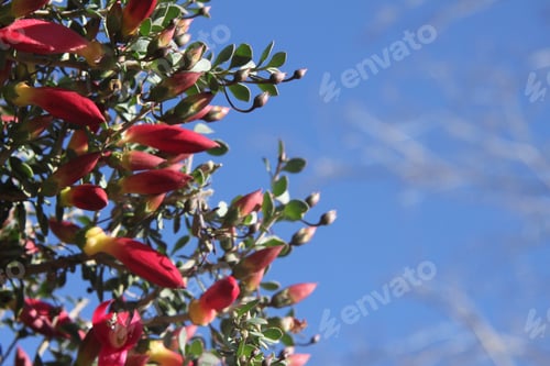 Preview: A Desert Penstemon Bush With Bright Pink Flowers 6527