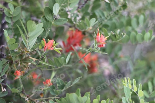 Preview: A Bush Of Castilleja Subinclusa With Orange Flowers 8146
