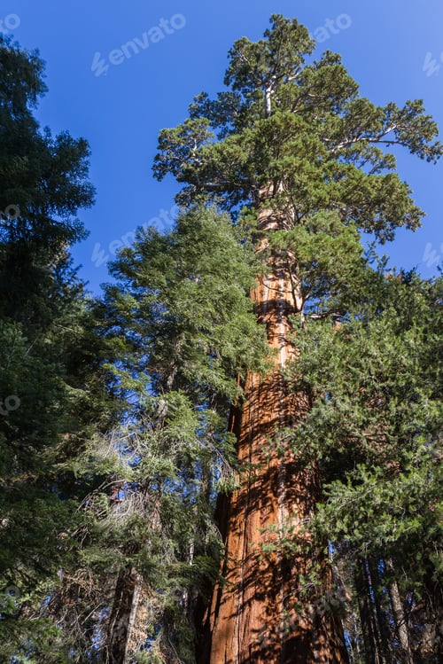 Preview: Looking Up To A Giant Sequoia Tree In The Sequoia National Park In California