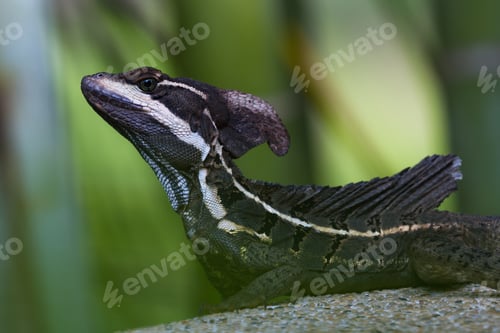 Preview: Close Up Of A Male Brown Basilisk Lizard Also Know As A Jesus Christ Lizard In The Costa Rican Rain