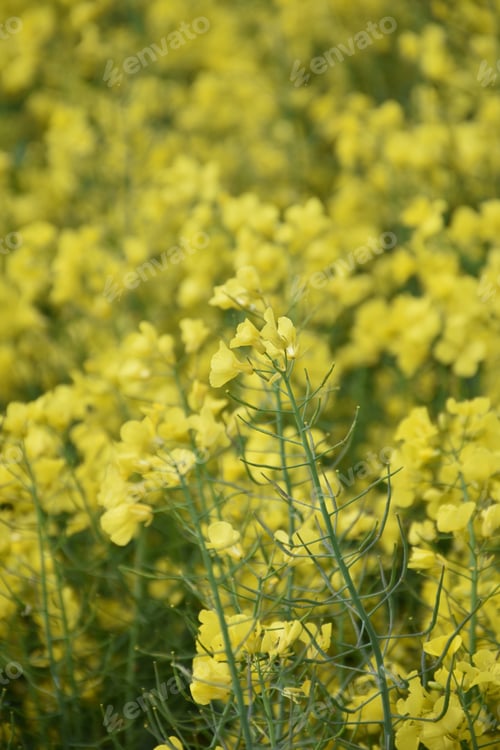 Preview: Blooming Yellow Rape Seed Flower Blossoms In The Spring.