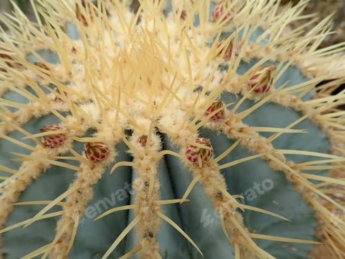 Preview: Close Up Of Cactus With Thorns