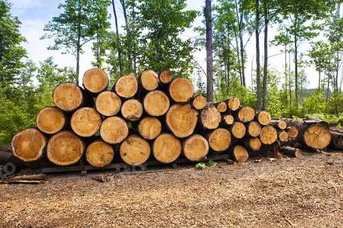 Preview: Felled Tree In The Forest