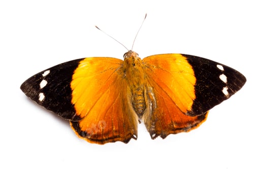 Preview: Beautiful Orange Butterfly Isolated On A White Background