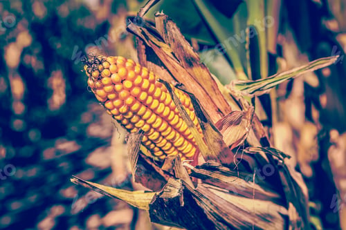Preview: Corn Field