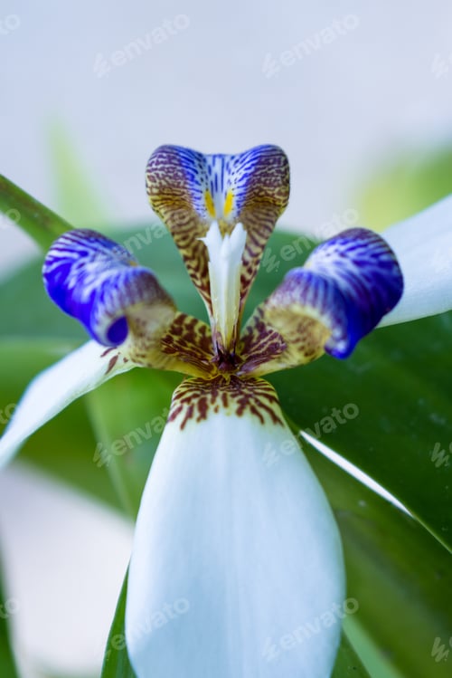 Preview: Close Up Of A White And Blue Orchid In The Costa Rican Rain Forest