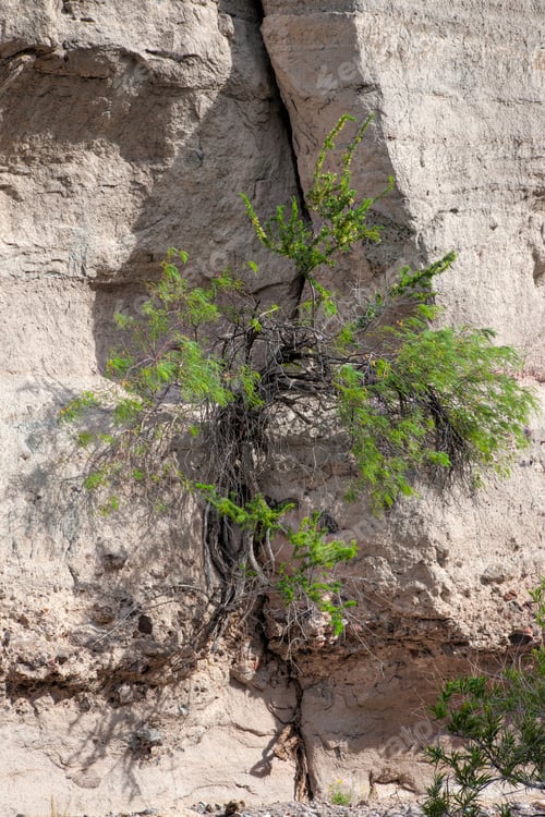 Preview: Green Tree Meeting The Challenge Of Growing Out Of A Crack In A Rock Cliff