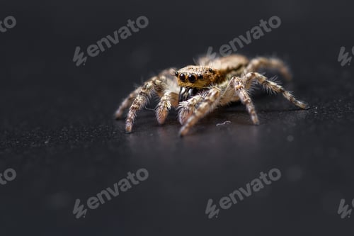 Preview: Close Up Of A Tiny Little Jumping Spider On A Dark Background