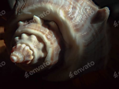 Preview: Sea Shell Close Up End