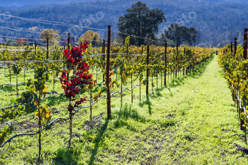 Preview: Golden Leaves In This Vineyard In Napa Valley California In November