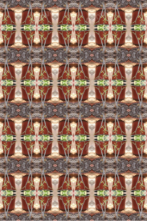 Preview: A Small Adenium Plant Abstract 0216