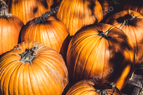 Preview: Pumpkins
