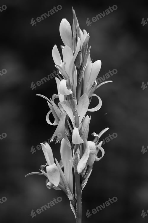 Preview: Flower In Black And White In The Garden