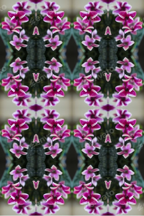 Preview: A Cyclamen House Plant Abstract With Pink And Purple Striped Flowers 0289