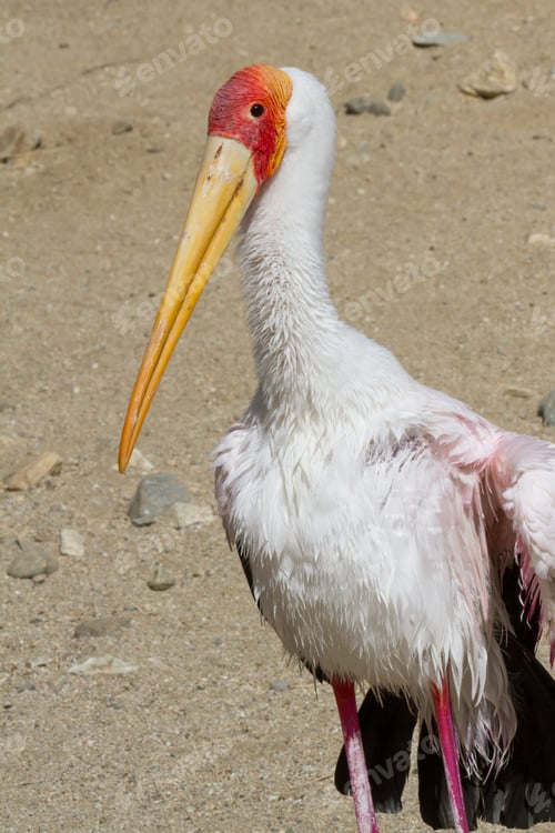 Preview: Close Up Of A Yellow Billed Stork, A Large Bird Native To Africa Seen Here In A Zoo In California