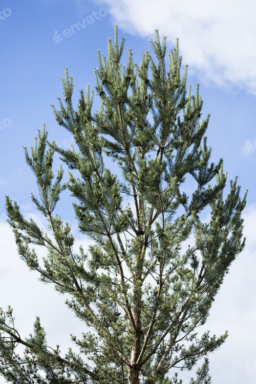 Preview: Pine Tree