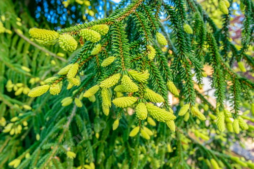 Preview: Natural Green Background