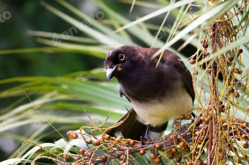 Preview: Close Up Of A Brown Jay Perched On A Small Branch In Tropical Costa Rica