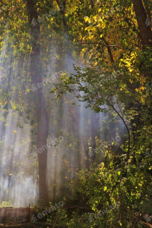 Preview: Mist And Fog Move Through A Forest, As Seen In Saint Louis, Missouri, Usa. The Mystical Moisture