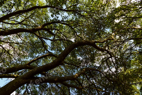 Preview: Looking Up At Southern Live Oak Trees