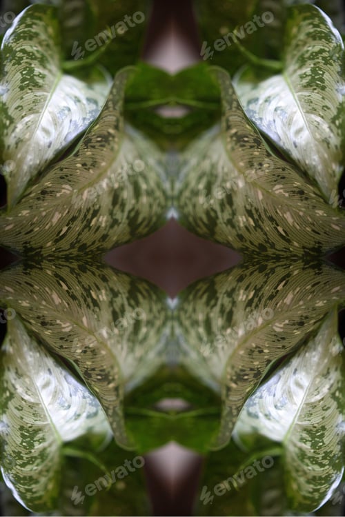 Preview: A Dieffenbachia Snow Plant Abstract With Lush Variegated Leaves 0298