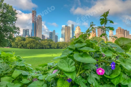 Preview: Central Park, New York City At The Sheep Meadow In Summer