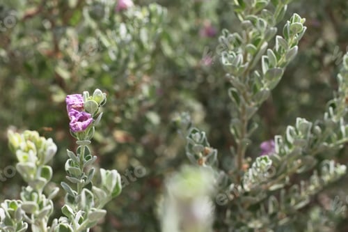 Preview: A Leucophyllum Fructescens Cenizo Plant With Purple Flowers 0621