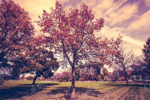 Preview: Autumn