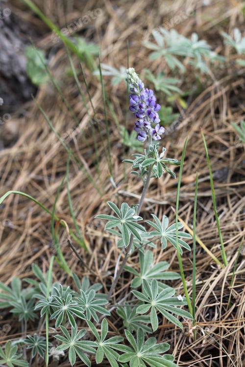 Preview: A Lupinus Sparsiflorus Plant With Flowers 8816