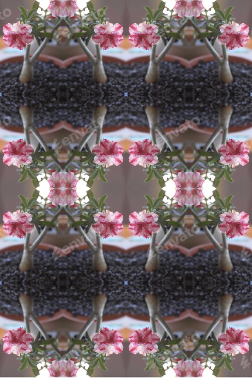 Preview: A Closeup Of An Adenium Plant With Double Bloom Pink And White Flowers 0165