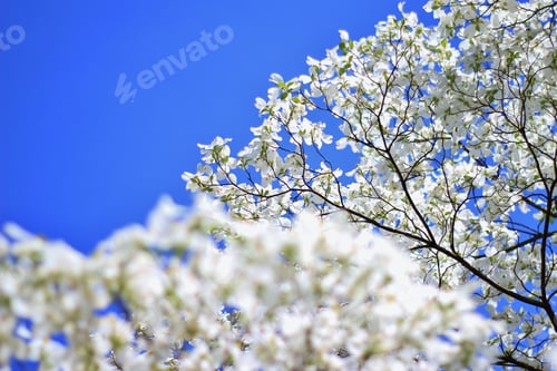 Preview: Dogwood Blossoms - Colors In Nature Background - Mystic Flowers