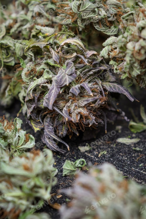 Preview: Close Up Of A Group Of Cannabis Buds Loaded With Crystals