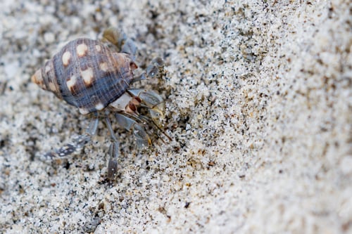 Preview: Close Up Of A Small Hermit Crab On A Sandy Beach In The Pacific Coast Of Panama
