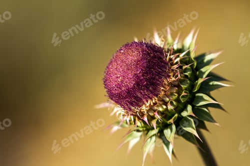 Preview: Macro View Of A Thistle Flower