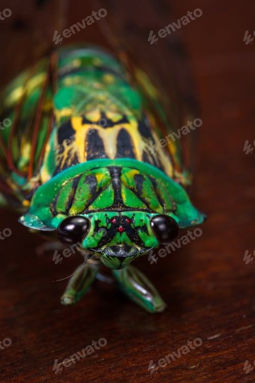 Preview: Green Cicada With Golden Wings On A Dark Wooden Table