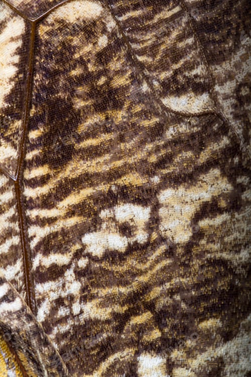 Preview: Close Up Of A Beautiful Own Butterfly With Soft Textured Wings And Vivid Colors