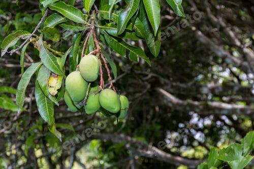 Preview: Close Up Of A Group Of Green Mangoes Hanging From A Large Tree In Costa Rica