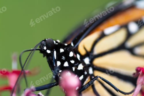 Preview: Macro Of A Beautiful Orange Butterfly Feeding On Nectar From A Tropical Flower