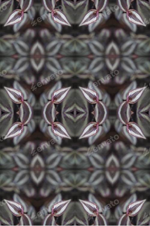 Preview: A Zebra-Patterned Inchplant With Purple And Green Leaves 0392