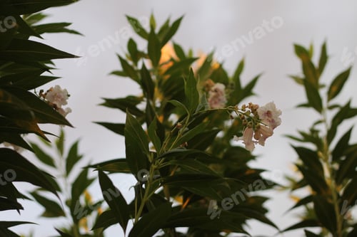 Preview: Desert Willow Blooming in the Sunlight