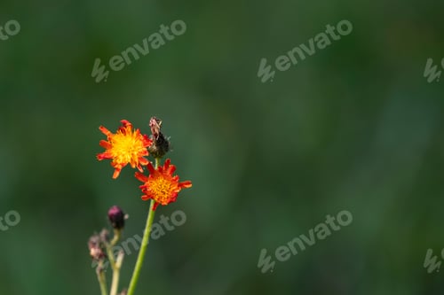 Preview: Little Yellow And Orange Hawkweed Flower