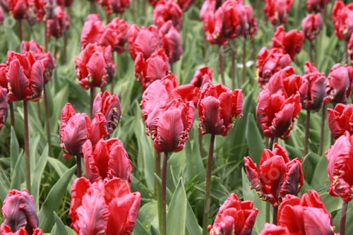 Preview: Netherlands Amsterdam Keukenhof Park Flowers Fields Tulips Colorful Red Parrot