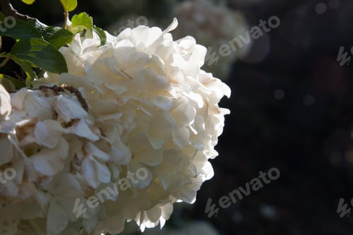 Preview: Chinese Snowball Viburnum, White Flowers