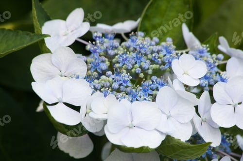 Preview: White And Blue Hydrangea Lacecap
