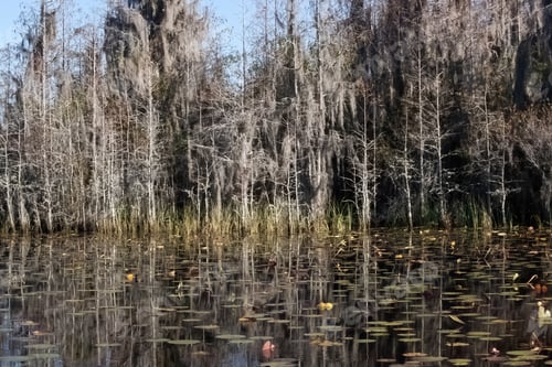 Preview: Swamp Trees Reflected In The Water
