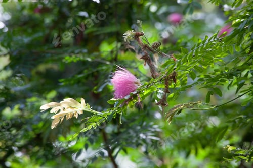 Preview: Pink Powder Puff Tree Outdoors In The Sunshine