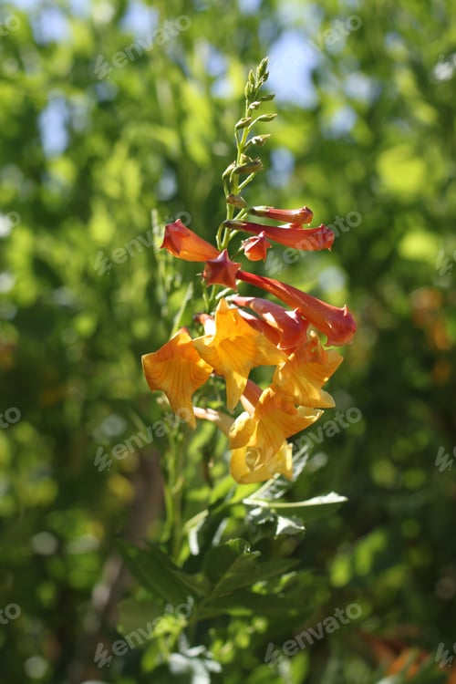 Preview: Clumps Of Orange Trumpet Vine Flowers 6997