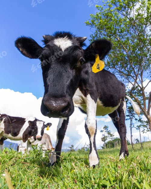 Preview: Young Dairy Cow Enjoying The Sunshine And A Fresh Green Pasture In Costa Rica. Photo Taken With A