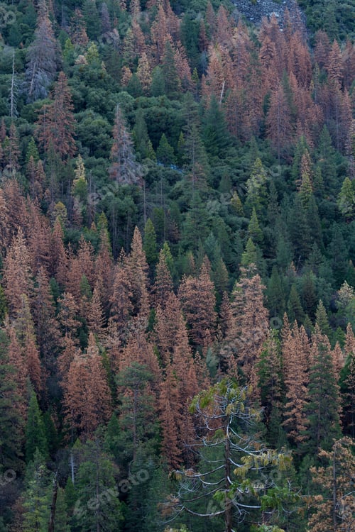 Preview: View Of A Section Of The Yosemite Valley With A Large Amount Of Dying Pine Trees