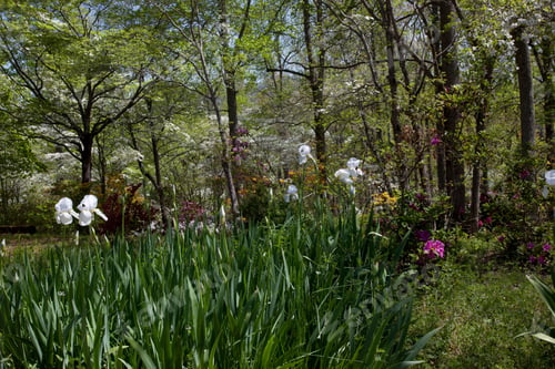 Preview: Landscape With White Iris